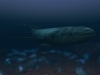 undersea-blue-whale-1